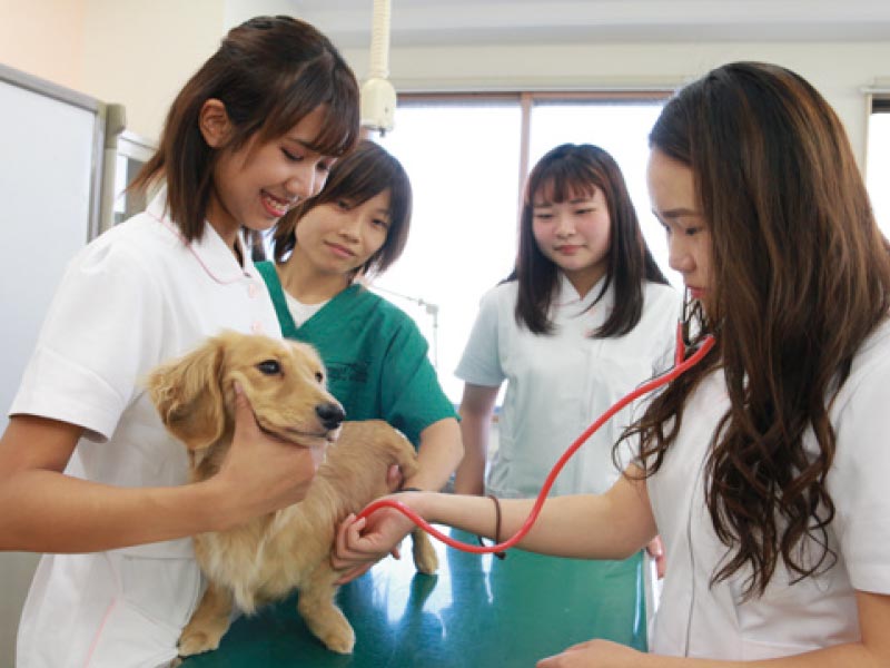 動物看護体験 ワンちゃん健康チェック!