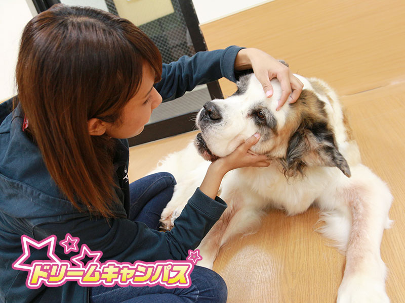 先輩が先生!在校生と一緒にスクール犬の健康チェックをしよう!