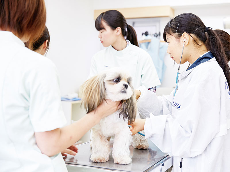 獣医師先生と一緒に!動物看護師体験