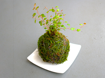 苔玉制作体験
